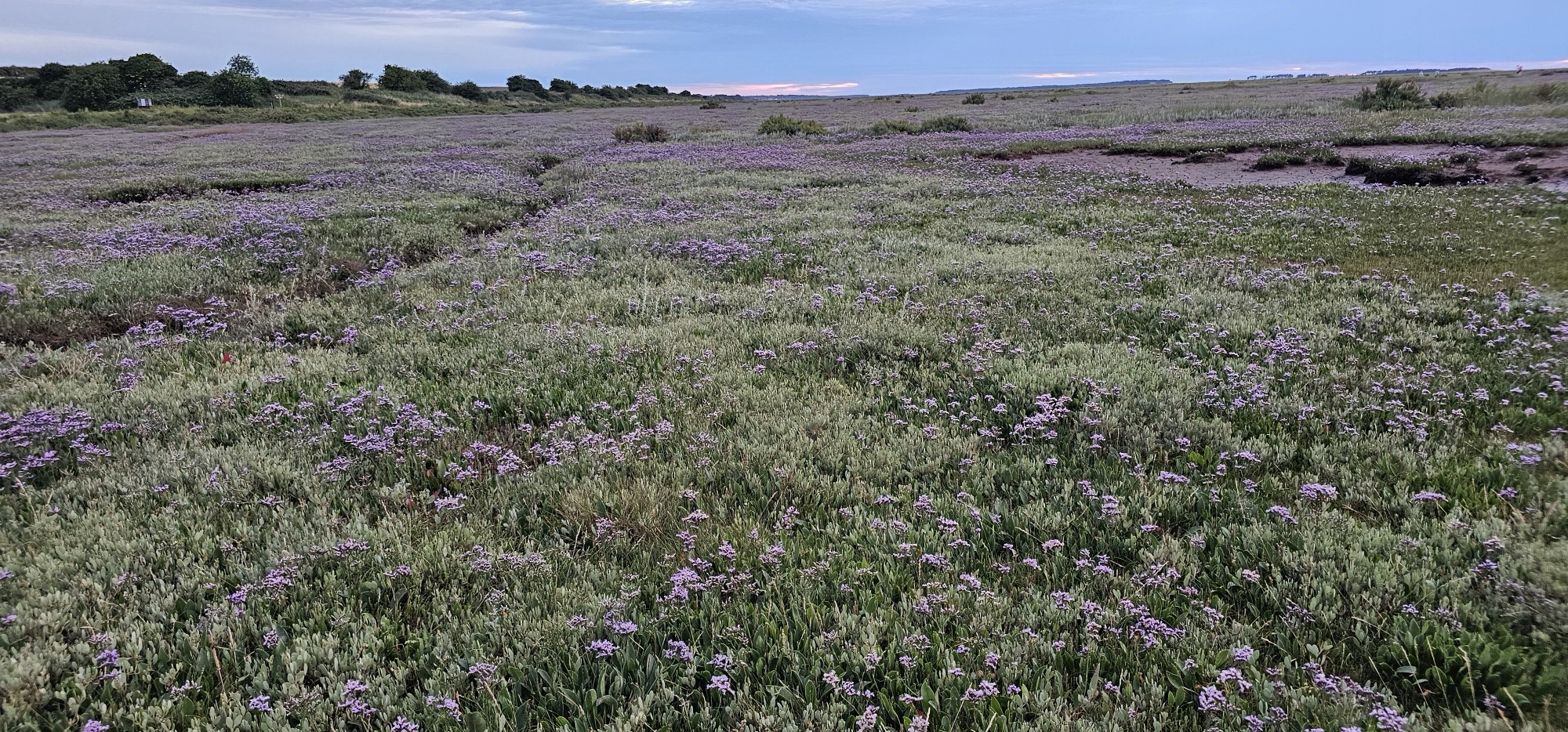 Sea lavender and salt marsh detail