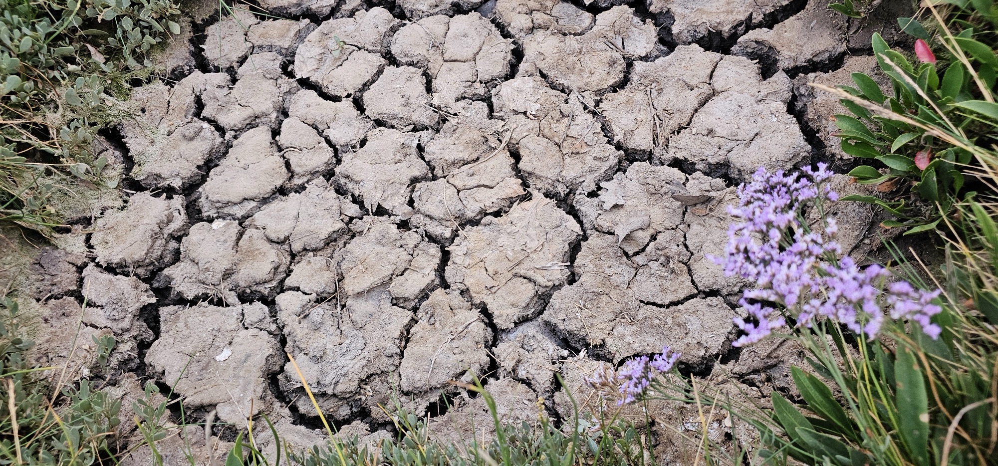 Sea lavender and salt marsh detail