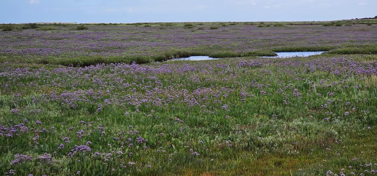 Sea lavender in bloom across the salt marsh at High Sand Creek