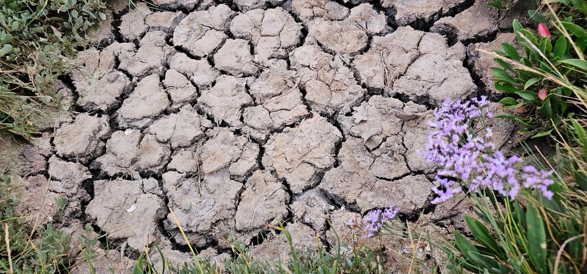 Sea lavender and salt marsh detail