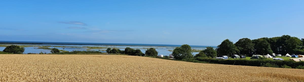 The site's own edge, wheat harvest